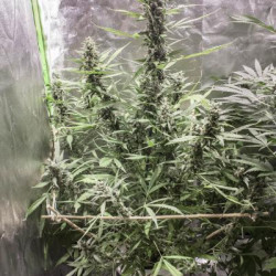Auto Blue Cheese Auto Blue Cheese