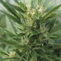 Bright Star Feminised Bright Star Feminised