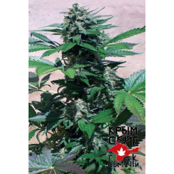 Auto Bubblegum Blue Auto Bubblegum Blue