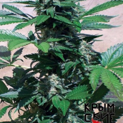 Auto Bubblegum Blue Auto Bubblegum Blue