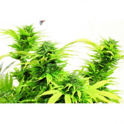 Buddha’s Sativa Feminised Buddha’s Sativa Feminised