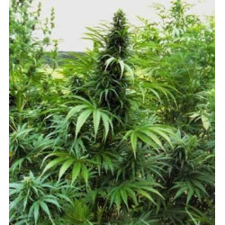 Afghani Original Afghani Original