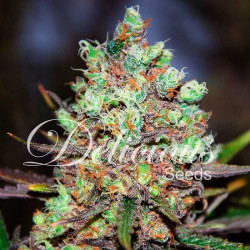 COTTON CANDY KUSH FEMINISED