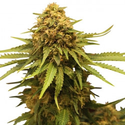 Critical Kush Feminised Critical Kush Feminised