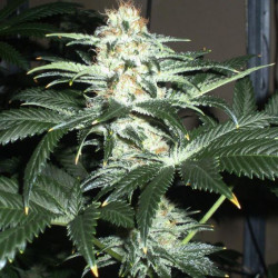 CRITICAL SENSI STAR FEMINISED CRITICAL SENSI STAR FEMINISED