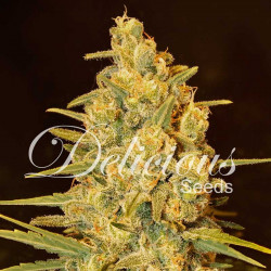 CRITICAL SENSI STAR FEMINISED CRITICAL SENSI STAR FEMINISED