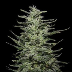 Amnesia Molotov Feminised