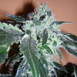 Black Domina x Rosetta Black Domina x Rosetta