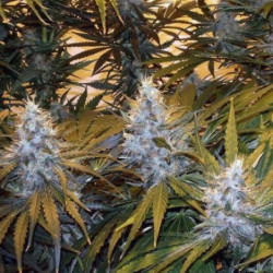 Northern light x Northern light