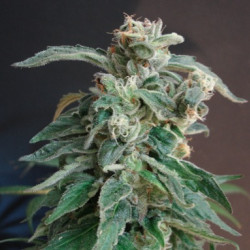 Blue Afghan Kush Feminised Blue Afghan Kush Feminised
