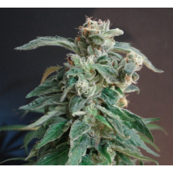 Blue Afghan Kush Feminised