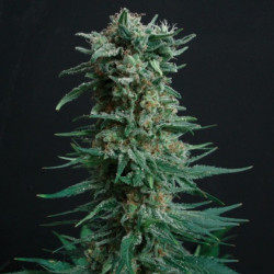 Amnesia Haze Feminised   Amnesia Haze Feminised