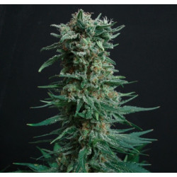 Amnesia Haze Feminised   Amnesia Haze Feminised