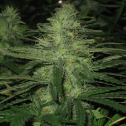 Auto Northern Lights Feminised Auto Northern Lights Feminised