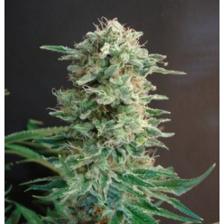 Big Dutch Bud Feminised Big Dutch Bud Feminised