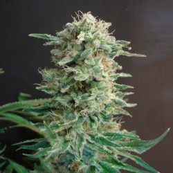 Big Dutch Bud Feminised Big Dutch Bud Feminised