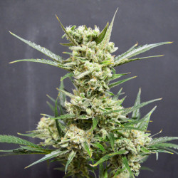 Auto Haze Feminised Auto Haze Feminised
