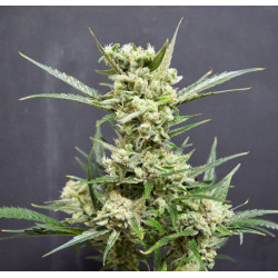 Auto Haze Feminised Auto Haze Feminised