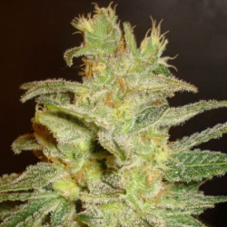 Northern light x Lavender