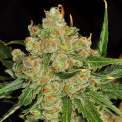 Northern light x Critical Northern light x Critical