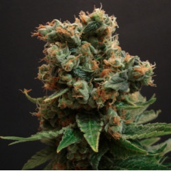 Auto Big Skunk Feminised Auto Big Skunk Feminised