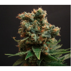 Auto Big Skunk Feminised Auto Big Skunk Feminised