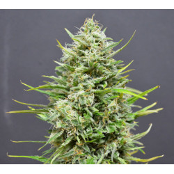 Auto Snow Star Feminised Auto Snow Star Feminised