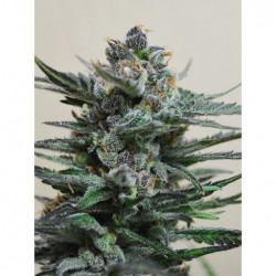 Auto Blueberry Feminised Auto Blueberry Feminised