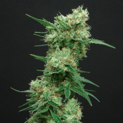 White Widow Feminised White Widow Feminised