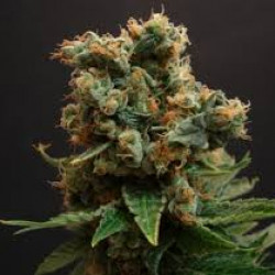 Skunk Amsterdam Feminised Skunk Amsterdam Feminised