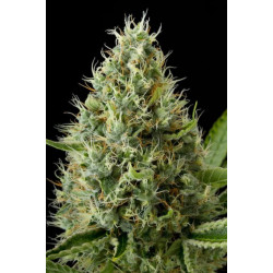 Dinamex Feminised Dinamex Feminised