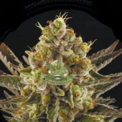 Diesel Strong Feminised