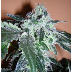 Black Domina x Rosetta Feminised