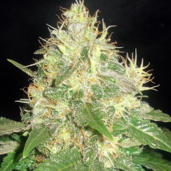 Auto Northern Light Auto Northern Light