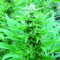 Fruity Jack feminsed Fruity Jack feminsed