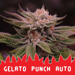 Auto Glato Punch Feminised Auto Glato Punch Feminised
