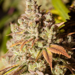 Gorilla Glue Feminised Gorilla Glue Feminised