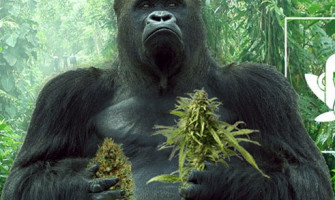 Gorilla Glue, сорт который изменил мир каннабыса.