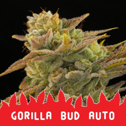 Auto Gorilla Bud Feminised Auto Gorilla Bud Feminised