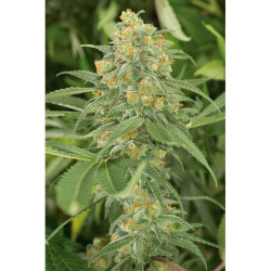 Green Crack Feminised Green Crack Feminised