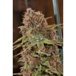 Auto Grapefruit Feminised Auto Grapefruit Feminised