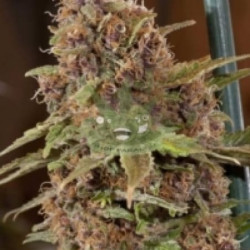 Auto Grapefruit Feminised Auto Grapefruit Feminised