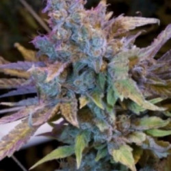 Hash Plant feminsed Hash Plant feminsed