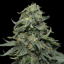 Kabul Express Kabul Express