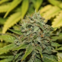 Auto Сaramello Feminised Auto Сaramello Feminised