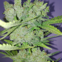 Critical + Feminised