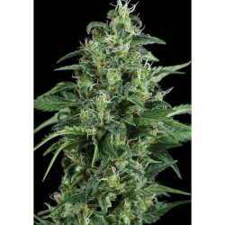 Kryptonite Feminised Kryptonite Feminised