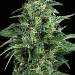 Kryptonite Feminised