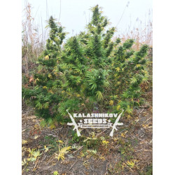 Кубанский убийца Feminised