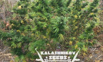 Кубанский Убийца, сорт который держит уже 10 лет